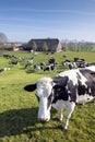 Black and white cows under blue sky in dutch green grassy meadow on sunny spring day Royalty Free Stock Photo