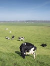 Black and white cows under blue sky in dutch green grassy meadow on sunny spring day Royalty Free Stock Photo