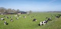 Black and white cows under blue sky in dutch green grassy meadow on sunny spring day Royalty Free Stock Photo