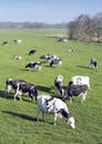 Black and white cows under blue sky in dutch green grassy meadow on sunny spring day Royalty Free Stock Photo