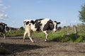 Black and white cows, walking the cow path to be milked, full udder, blue bracelet, pasture under a blue sky. Royalty Free Stock Photo