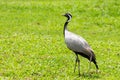 Black and white crane bird