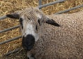 Black , white and cream coloured sheep