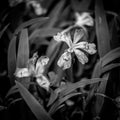 Black and White of Crested Dwarf iris and Rain Drops Royalty Free Stock Photo