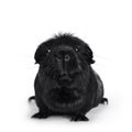 Black white crested guinea pig on white Royalty Free Stock Photo