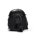 Black white crested guinea pig on white