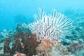 Black and White Crinoid