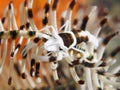 Black and white crinoidshrimp Royalty Free Stock Photo