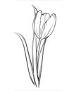 Black and white crocus isolated on white background. Vector illustration tulip