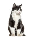 Black and white crossbreed cat standing, isolated Royalty Free Stock Photo