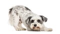 Black and white Crossbreed dog bowing, isolated