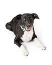 Black and White Crossbreed Dog Lying Down Royalty Free Stock Photo