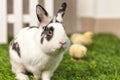 Rabbit playing with chickens in the garden Royalty Free Stock Photo