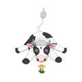 Black and white cute calf is looking at a yellow flower on white isolated background, vector illustration in Cartoon design style