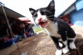 Black and white cute cat  is hungry in the garden of mountains very funny cat Royalty Free Stock Photo