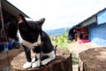 Black and white cute cat  is hungry in the garden of mountains very funny cat Royalty Free Stock Photo