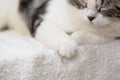 Black and white cute cat sleep on cozy white cloth Royalty Free Stock Photo