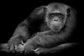 Black and White Cute Chimpanzee smile and catch big branch and l