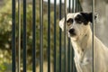 Black and white cute dog behind a green fence, looking into the distance Royalty Free Stock Photo