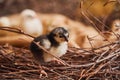 Black-and-white, cute fluffy chicken sitting on a nest on twigs Royalty Free Stock Photo