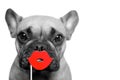 Black and white cute French Bulldog dog with selective red color kiss lips photo prop in front of white Royalty Free Stock Photo