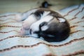 Black and white cute husky puppy sleeping on a soft colored blanket Royalty Free Stock Photo