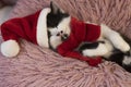 black and white cute kitten in a santa hat and a red scarf sleeps on his back on a soft pink pillow Royalty Free Stock Photo