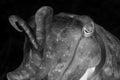 Black and white cuttlefish