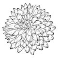Black and white dahlia flower Royalty Free Stock Photo