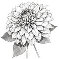 Black and white dahlia flower drawing illustration with line art on white backgrounds. Generative AI Royalty Free Stock Photo