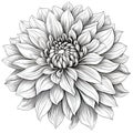 Black and white dahlia flower drawing illustration with line art on white backgrounds. Generative AI Royalty Free Stock Photo