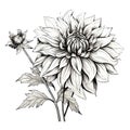 Black and white dahlia flower drawing illustration with line art on white backgrounds. Generative AI Royalty Free Stock Photo