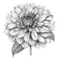 Black and white dahlia flower drawing illustration with line art on white backgrounds. Generative AI Royalty Free Stock Photo