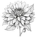 Black and white dahlia flower drawing illustration with line art on white backgrounds. Generative AI Royalty Free Stock Photo