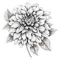 Black and white dahlia flower drawing illustration with line art on white backgrounds. Generative AI Royalty Free Stock Photo