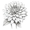 Black and white dahlia flower drawing illustration with line art on white backgrounds. Generative AI Royalty Free Stock Photo