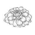 Black and white dahlia flower isolated on background. Royalty Free Stock Photo