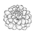 Black and white dahlia flower isolated on background. Royalty Free Stock Photo