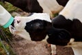 Calf being bottle fed