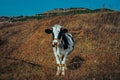 Black and White dairy cow grazing in a field. Autumn countryside. Royalty Free Stock Photo