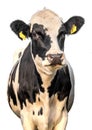 A black and white dairy cow isolated on a white background Royalty Free Stock Photo