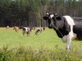 Black and white dairy cow looking towards the camera while her sisters graze in a large field Royalty Free Stock Photo