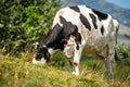 Black and White Dairy Cow on a Mountain Pasture - Alps Italy Royalty Free Stock Photo