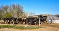 Black and white dairy cows in front of a milking facility on an organic farm Royalty Free Stock Photo