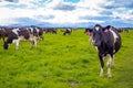 Black and white dairy cows graze in a farm field, in Canterbury, New Zealand Royalty Free Stock Photo