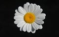 Black & White Daisy flower Royalty Free Stock Photo