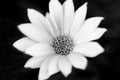 Black & white daisy flower. Isolated Royalty Free Stock Photo