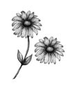 Black and white daisy flower isolated on white, monochrome botanic illustration of wildflower in ink drawing Royalty Free Stock Photo