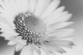 Black and white daisy flower macro Royalty Free Stock Photo