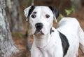 White and black Dalmatian Pitbull mix breed dog Royalty Free Stock Photo